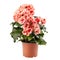 Elatior Begonias the perfect indoor plant