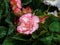 Elatior begonias pimk flowers. Flowering plant of begonia hybrid elatior, Begoniaceae
