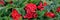 Elatior begonias red flowers. Flowering plant of begonia hybrid elatior, Begoniaceae
