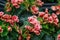 Elatior begonias red flowers. Flowering plant of begonia hybrid elatior, Begoniaceae