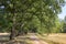 On the Elbe cycle path near Dessau, Saxony-Anhalt. The path leads under large oaks