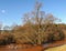 Elbe river ponds with willow tree