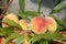 Elberta Yellow Peach, Prunus persica `Elberta`