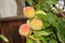 Elberta Yellow Peach, Prunus persica `Elberta`