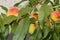 Elberta Yellow Peach, Prunus persica `Elberta`
