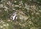 Elbowed Pierrot Butterfly  at Garo Hills,Meghalaya,India