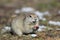 Elbrus gopher