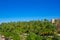 Elche Elx Alicante el Palmeral with many palm trees