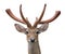 Eld deer Rucervus eldi head isolated