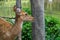 Eld\'s deer at Khao Kheow Open Zoo