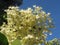 Elder or Elderberry or Black elder or European elder flowering plant . Sambucus Nigra Adoxaceae family flowers