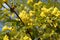 Elder or Elderberry Sambucus nigra. Branches with flowers and leaves