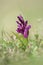 Elder-flowered orchid (Dactylorhiza sambucina)