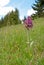 Elder-flowered Orchid Dactylorhiza sambucina