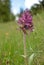 Elder-flowered Orchid Dactylorhiza sambucina