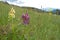 Elder-flowered Orchid Dactylorhiza sambucina