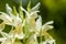 Elder-flowered Orchid (Dactylorhiza sambucina) close up