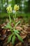 Elder-flowered Orchid, Dactylorhiza sambucina, European terrestrial wild orchid in nature habitat. Nature spring scene in Europe.