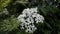 Elder flowers