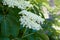 Elder, green fox in a  garden, white flowers on a bush, flowering elder