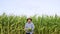 Elder male farmer stands in cornfield, looking at camera, rejoices the harvest, throws up the corn.