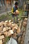 Elder man prepares the firewood for wintertime