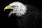 The Elder. An Old American Bald Eagle