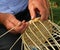 Elder\'s hands working the cane to create a wicker basket