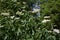 An Elder, a small tree during the summer with white Elderflowers