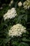 Elder white blossoms cluster, Sambucus nigra flowering medicinal