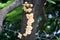 Elder whitewash fungus (Hyphodontia sambuci) on a mango tree : (pix Sanjiv Shukla)