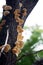 Elder whitewash fungus (Hyphodontia sambuci) on a mango tree : (pix Sanjiv Shukla)