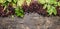 Elderberries bunch with green leaves on rustic wooden background, top view