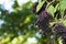 Elderberries Sambucus close up shot