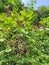 Elderberries with wonderful green vegetation background