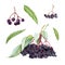 Elderberry berry set. Watercolor illustration. Hand drawn natural healty organic elder. Ripe berry element. Diet food