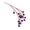 Elderberry branch hand drawn watercolor illustration. Natural healty organic elder. Ripe elder berry element. Diet food