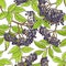 Elderberry branch vector pattern