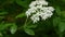 Elderberry branches. Blooming elderberry close-up