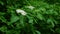 Elderberry bush blooming in the forest, elderberry cultivation on the plantation. Spring flower elder