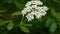 Elderberry bush in rainy weather, blooming in the forest, elderberry cultivation on the plantation. Spring elderflower flower