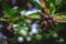 Elderberry. Closeup view of wet elderberry\'s bunch over green leaves. Autumn forest berry after rain, soft focus.