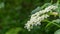 Elderberry flower