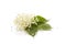 Elderberry flower Sambucus nigra