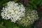 Elderberry flowers closeup. White inflorescence of tiny star shape flowers and round buds on blurry background. Green elder bush