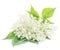 Elderberry flowers on the white background.