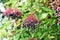 Elderberry fruits