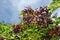 Elderberry fruits after rain