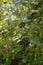 Elderberry fruits ripe. Sambucus shrub in the forest. healing medicinal plant