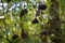 Elderberry fruits ripe. Sambucus shrub in the forest. healing medicinal plant